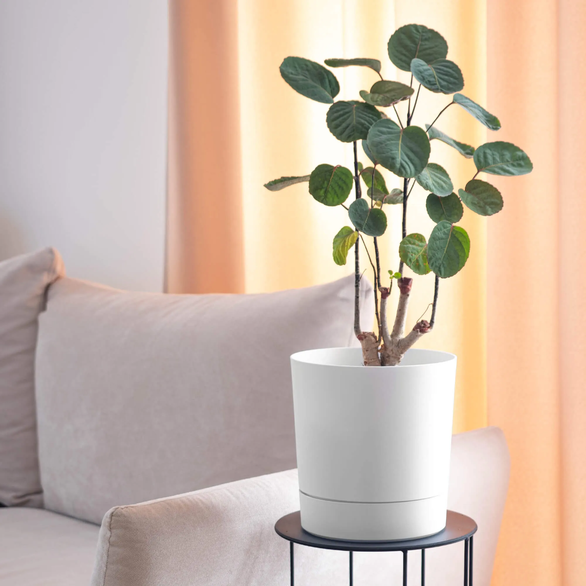 Verri vazonas su lėkštute