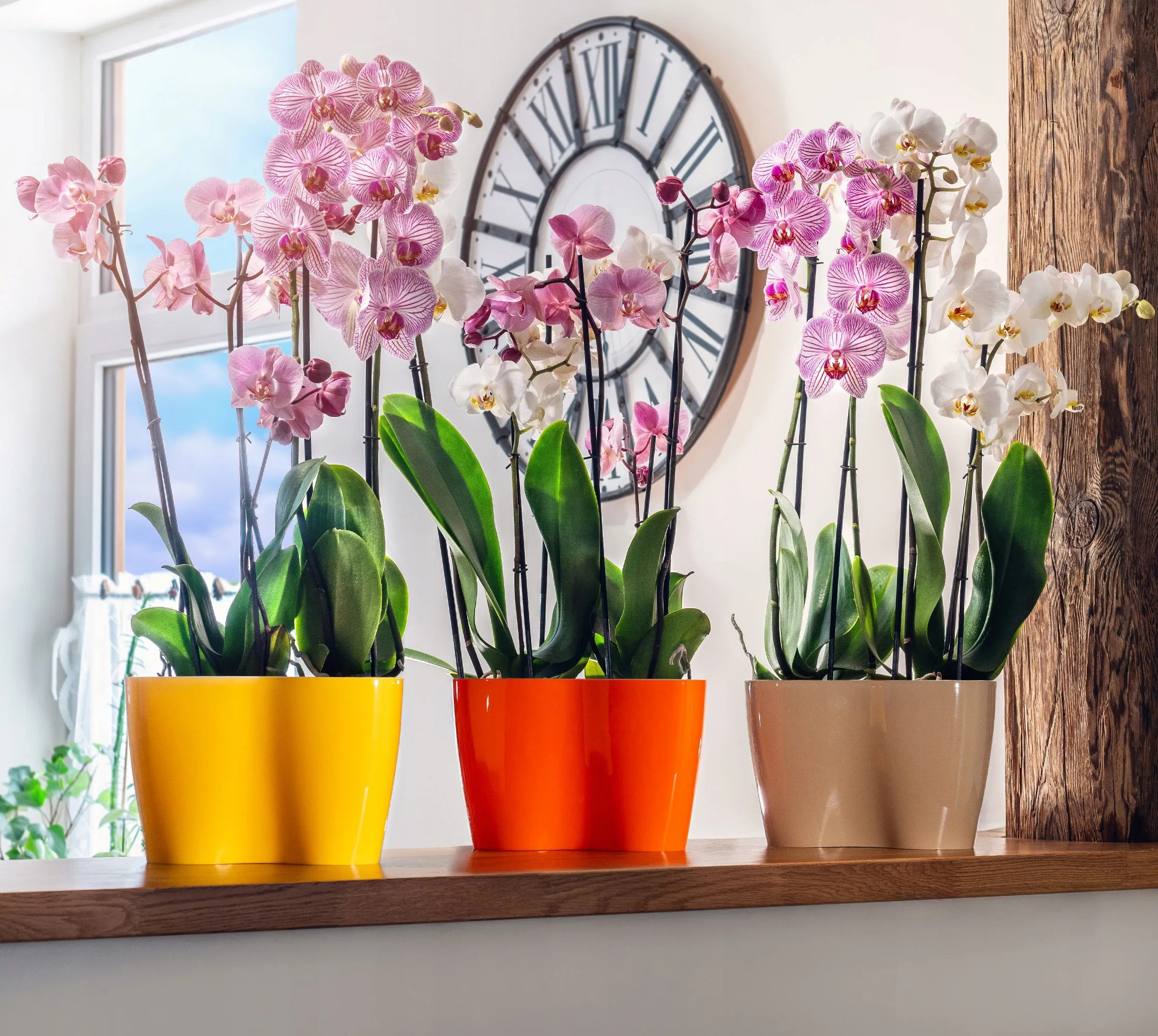 Fermo dvigubas orchidėjų vazonas 23 x 15 cm