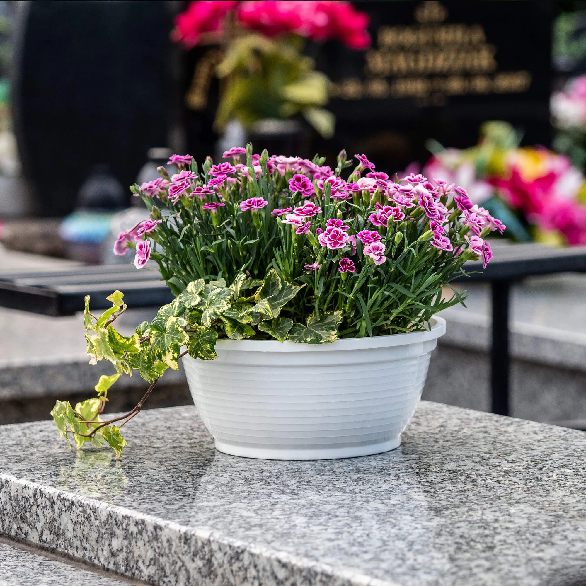 Verna kapinių gėlių dubuo 26 x 12 cm