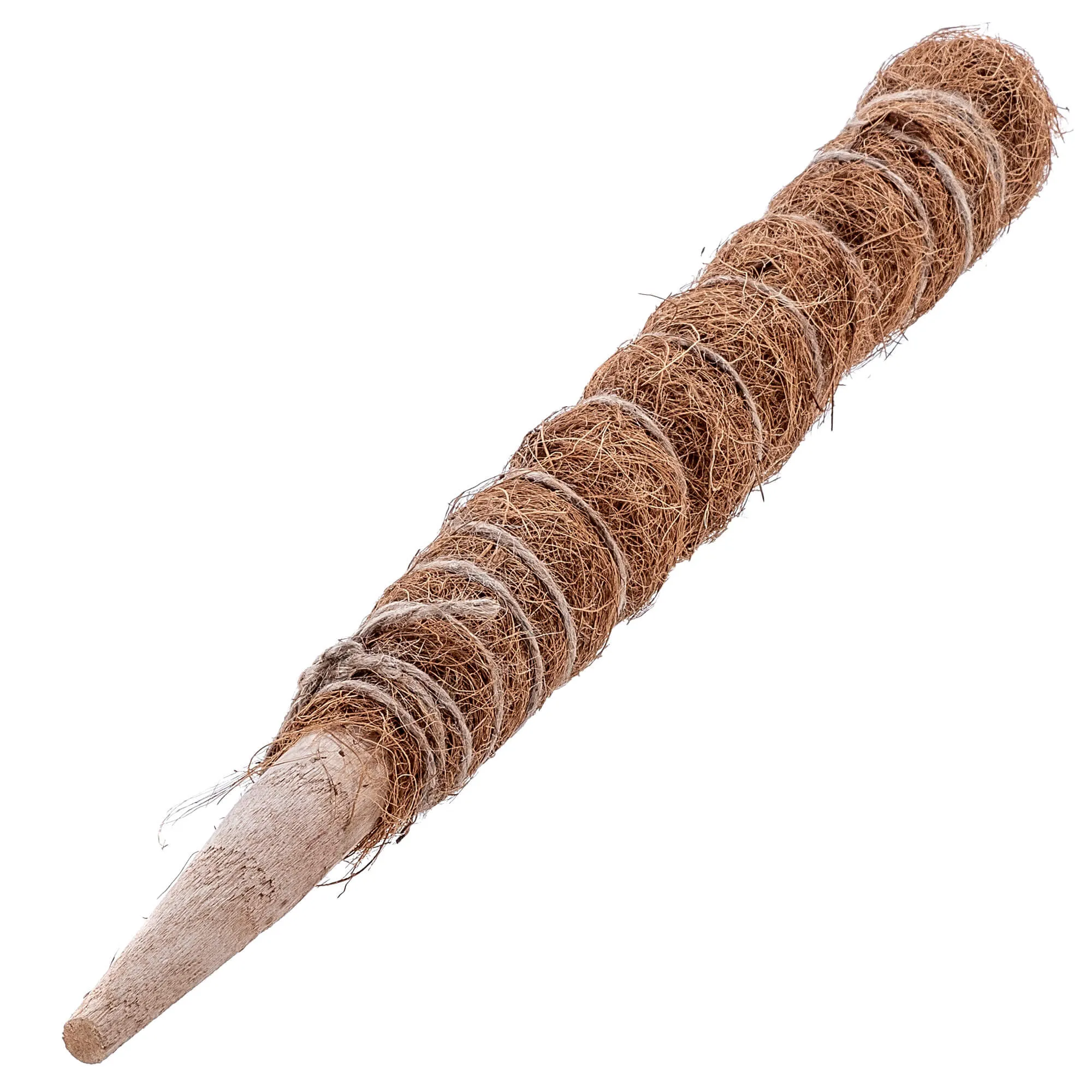 „Cande“ kokoso augalo kuolas, 45 cm, vazono atrama, 1 vnt.