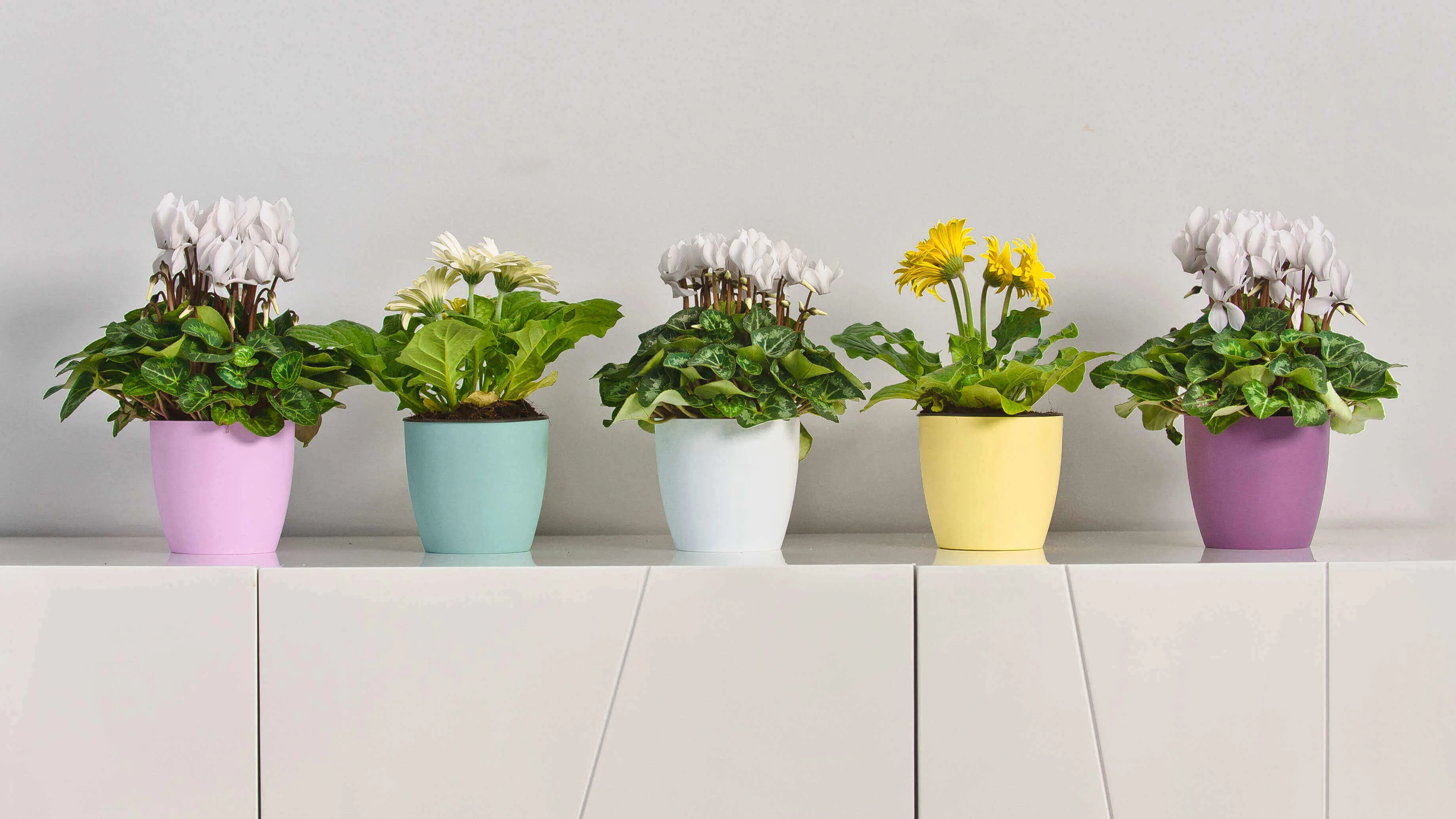 Agen vazonas su lėkštute 16 cm