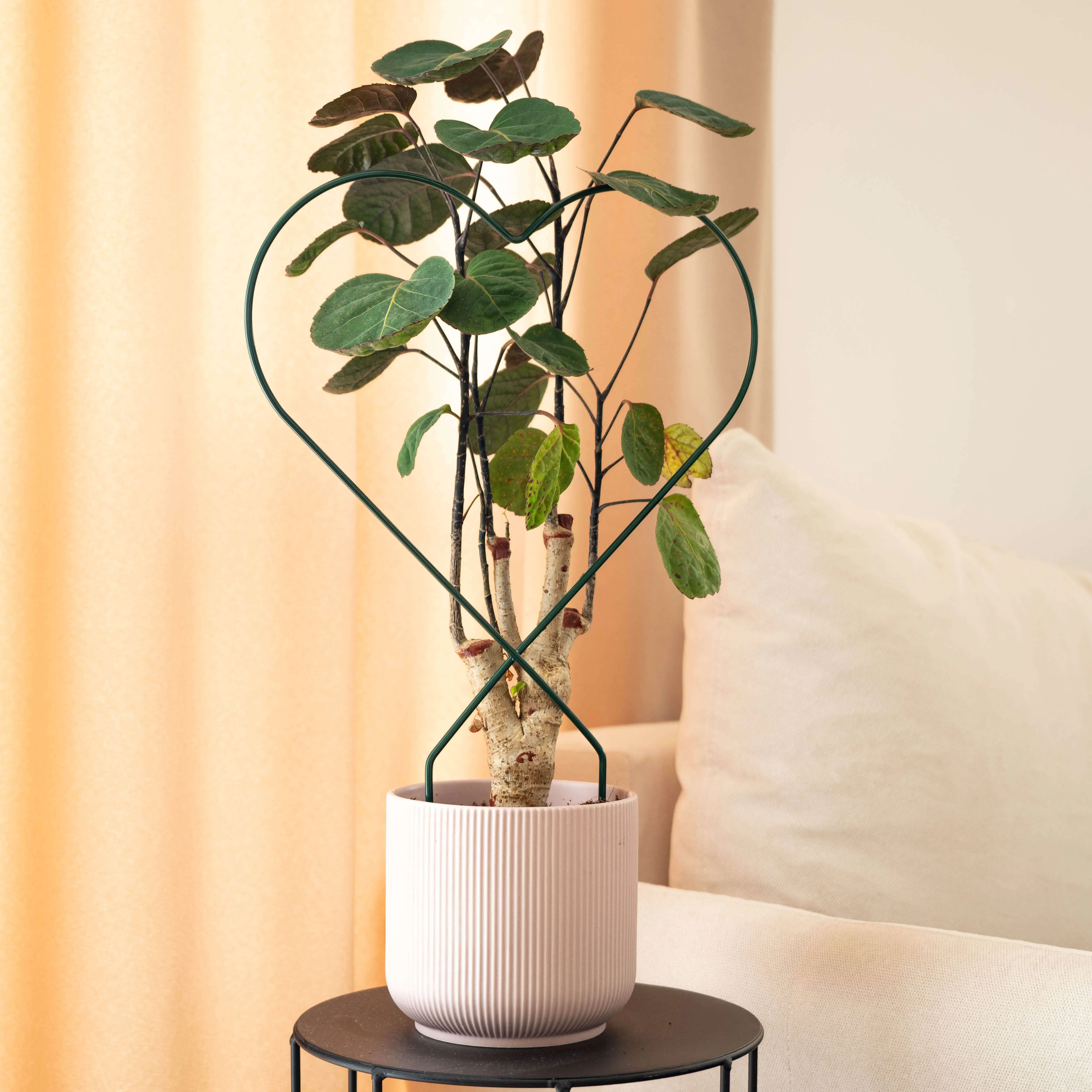 Fora širdies formos puodo laikikliai, 3 vnt.