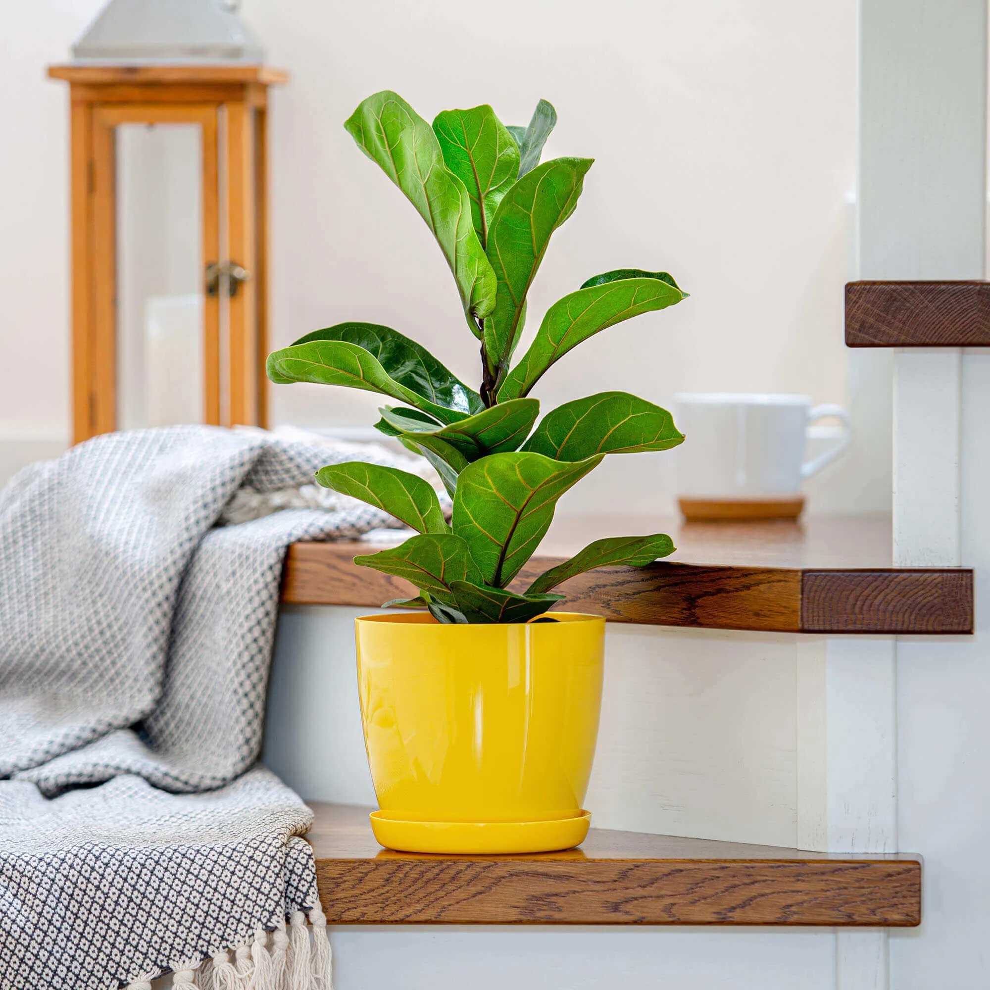 Gėlių vazonas su lėkštute 14 cm