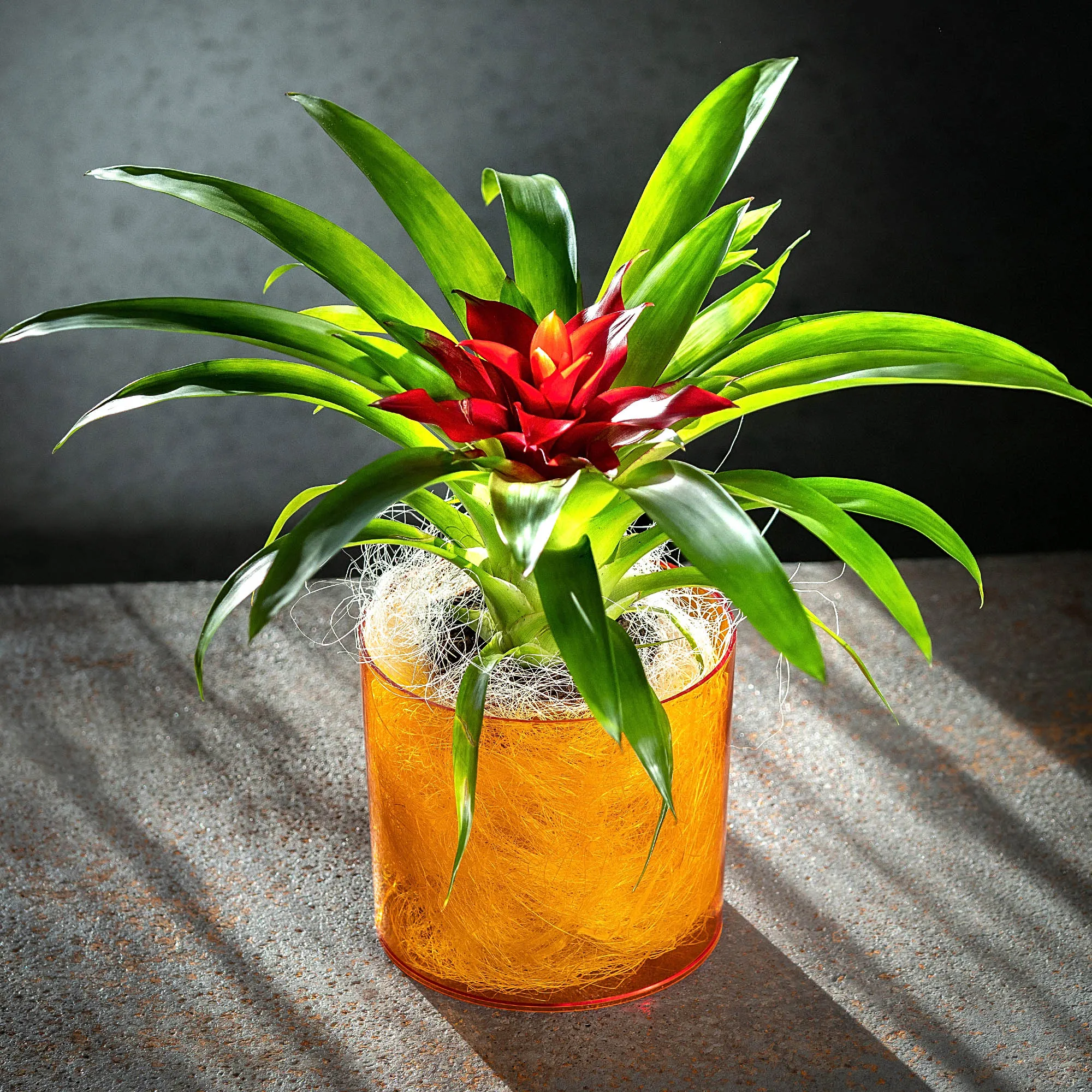 Figari apvalus gėlių vazonas 12 cm