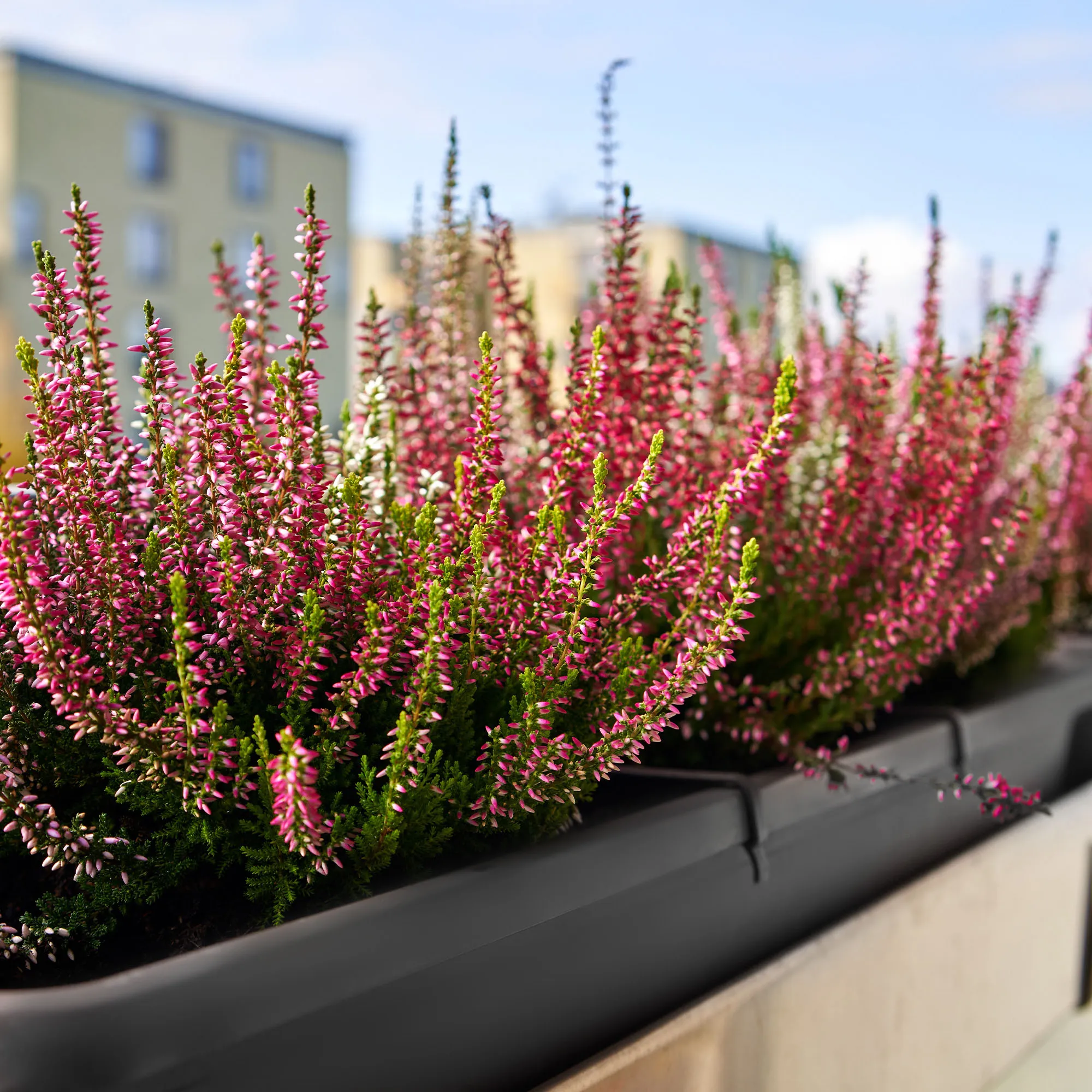 „Evron“ balkono dėžė su pagrindu ir rankenomis