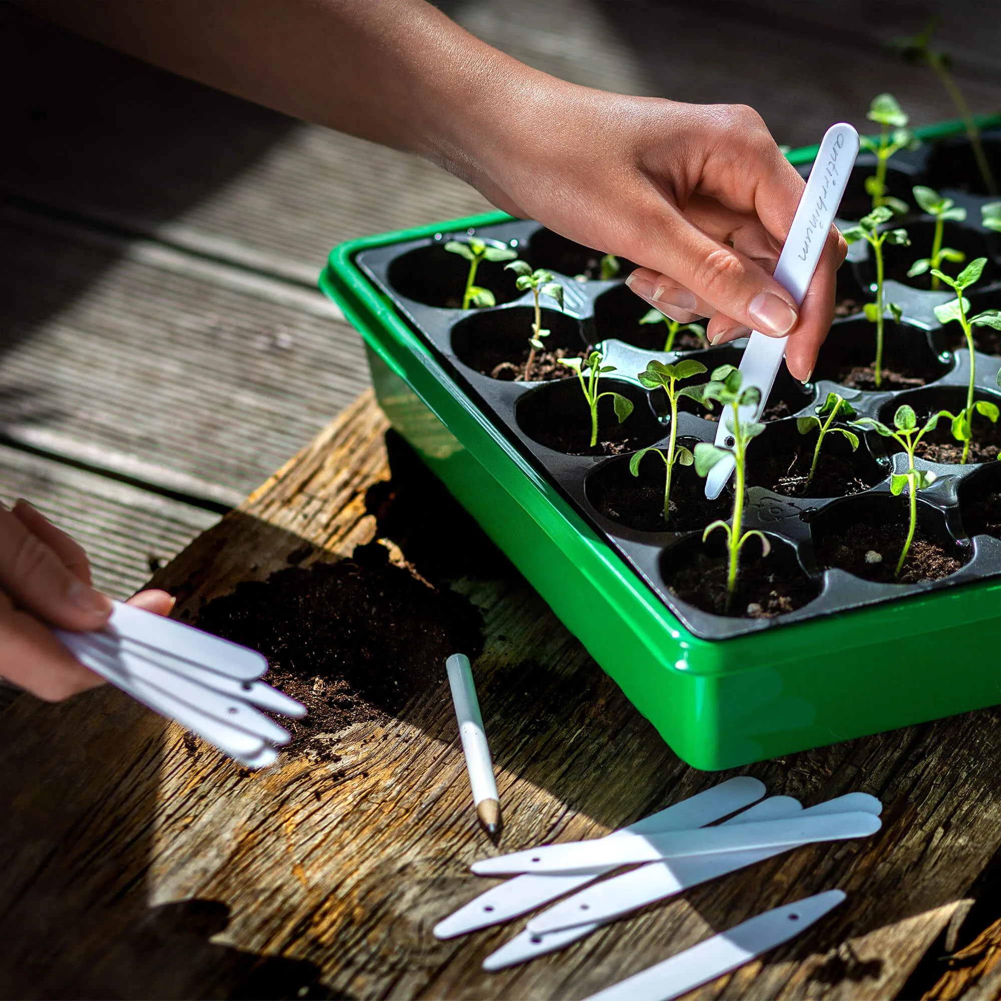 Auriac augalų žymėjimo etiketės, 30 vnt.