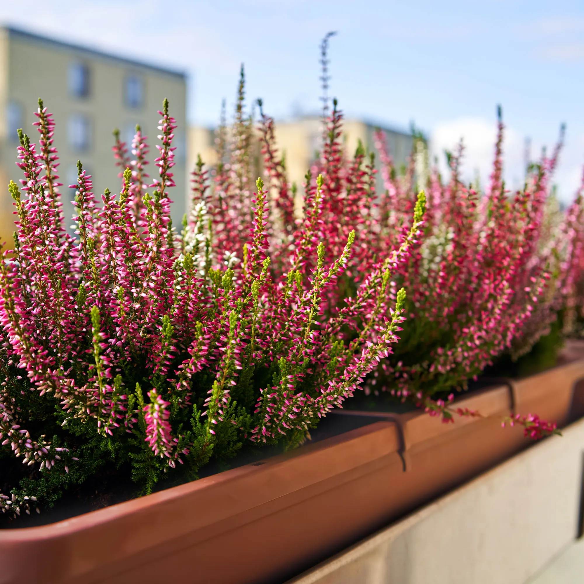 „Evron“ balkono dėžė su pagrindu ir rankenomis