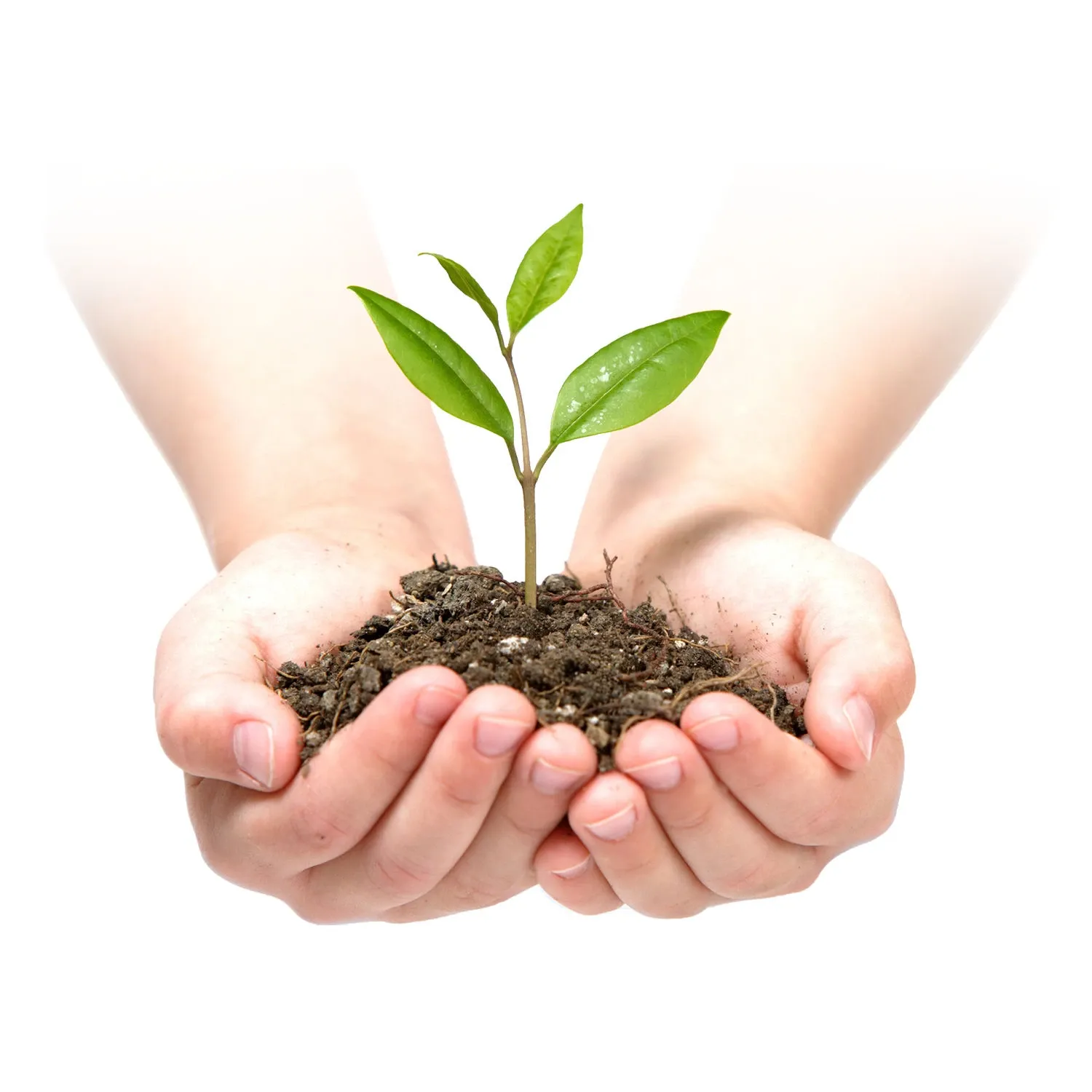 Sodo agrotekstilė 1,6 m x 50 m + 100 Plonos kaiščių - nuotrauka 1