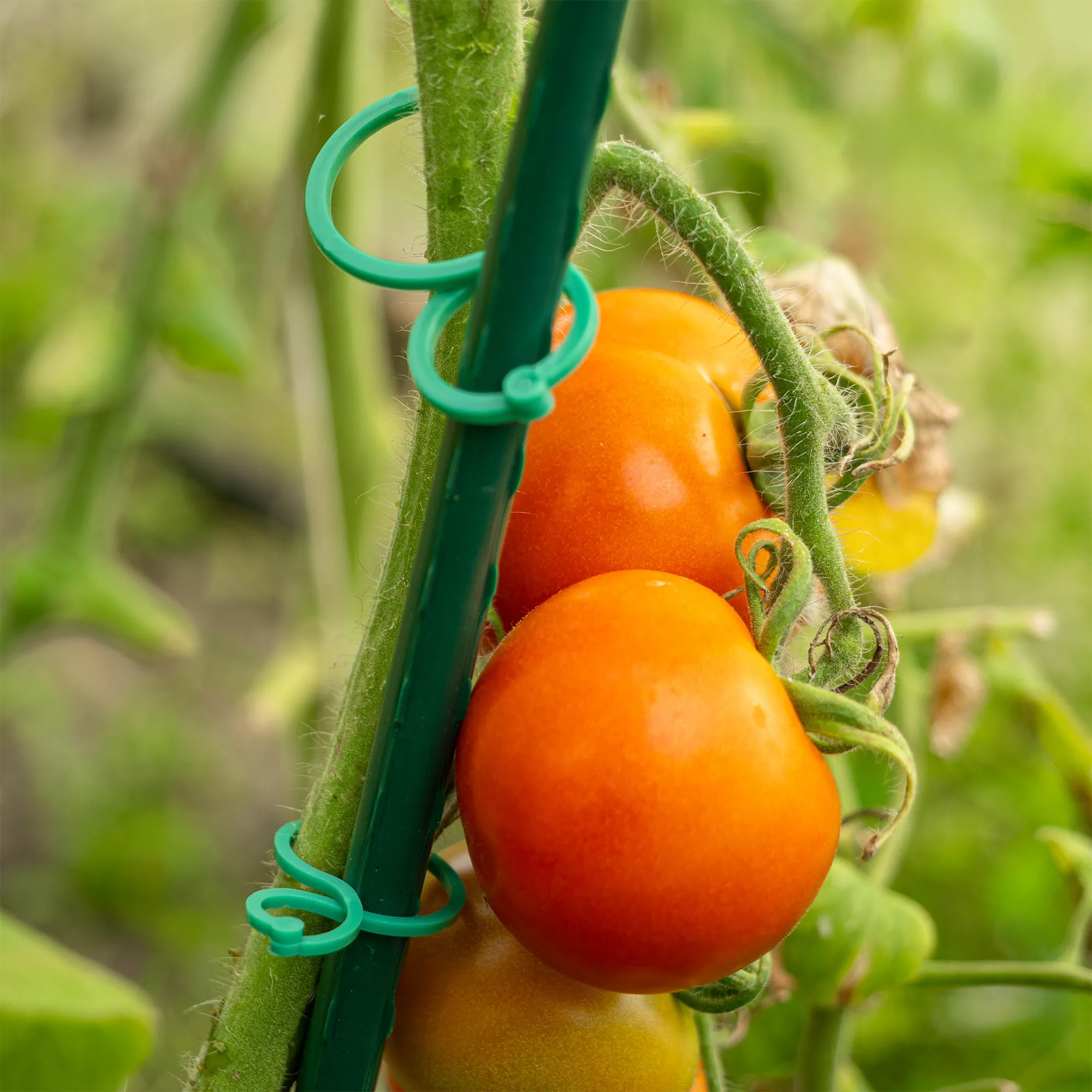 Vionati augalų segtukai žali, 40 vnt., 2 dydžiai