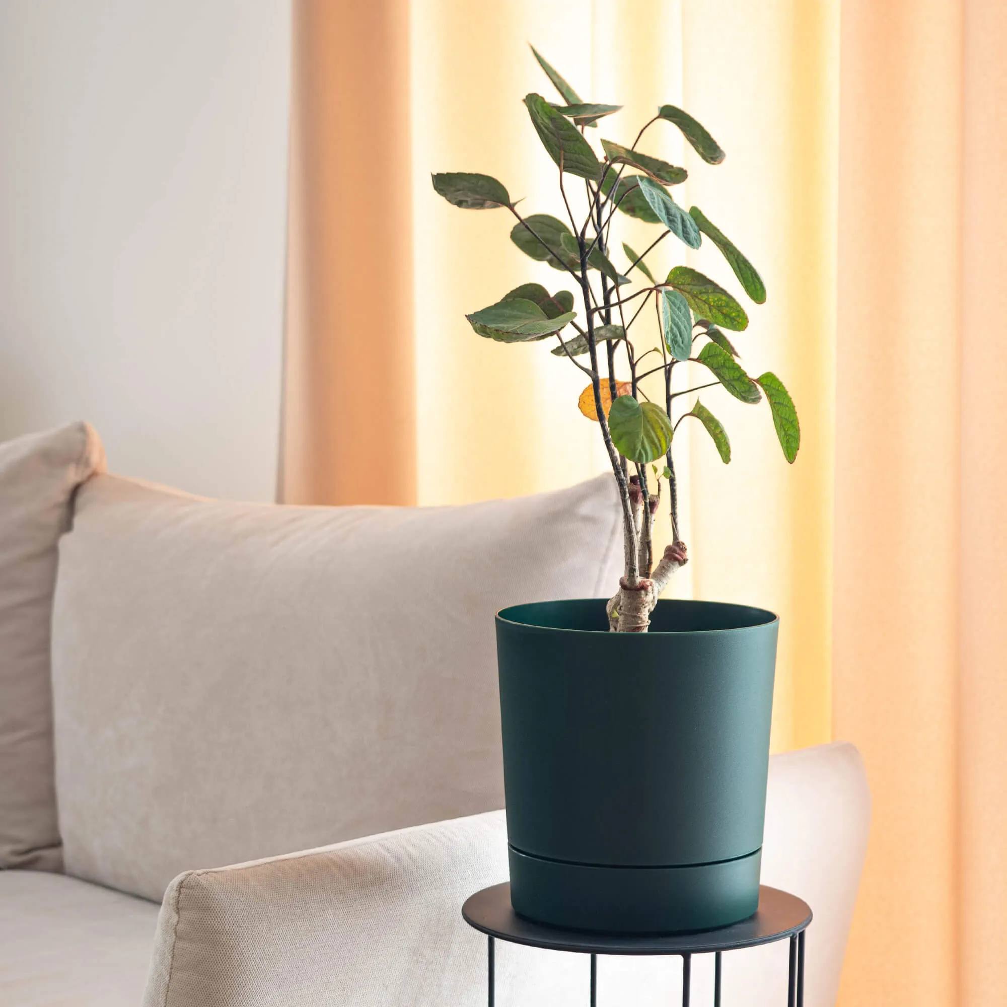 Verri vazonas su lėkštute 14