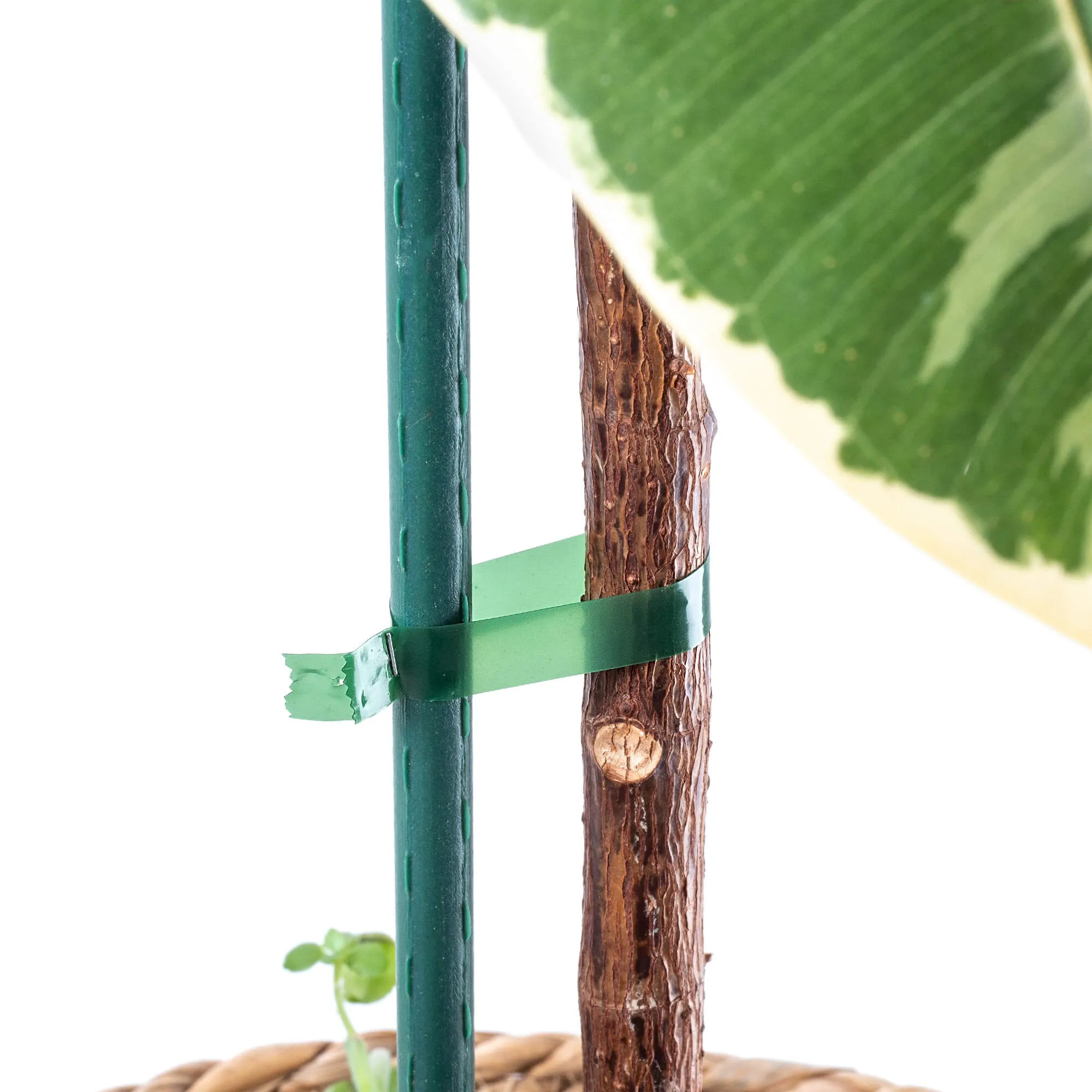 Larret sodo segiklio juostų rinkinys, 11 mm x 25 m, žalios, 20 vnt.