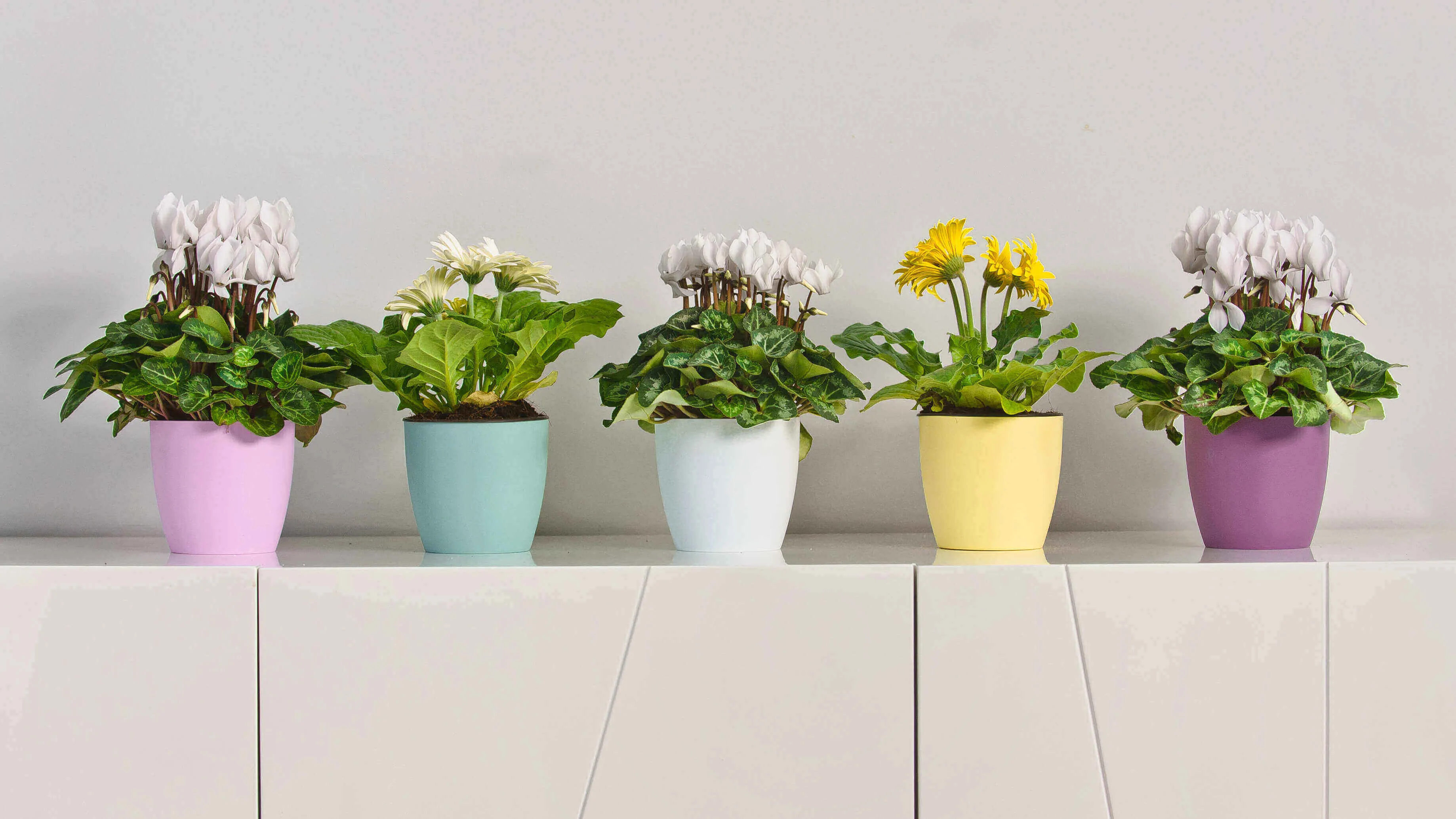 Agen vazonas su lėkštute 25 cm