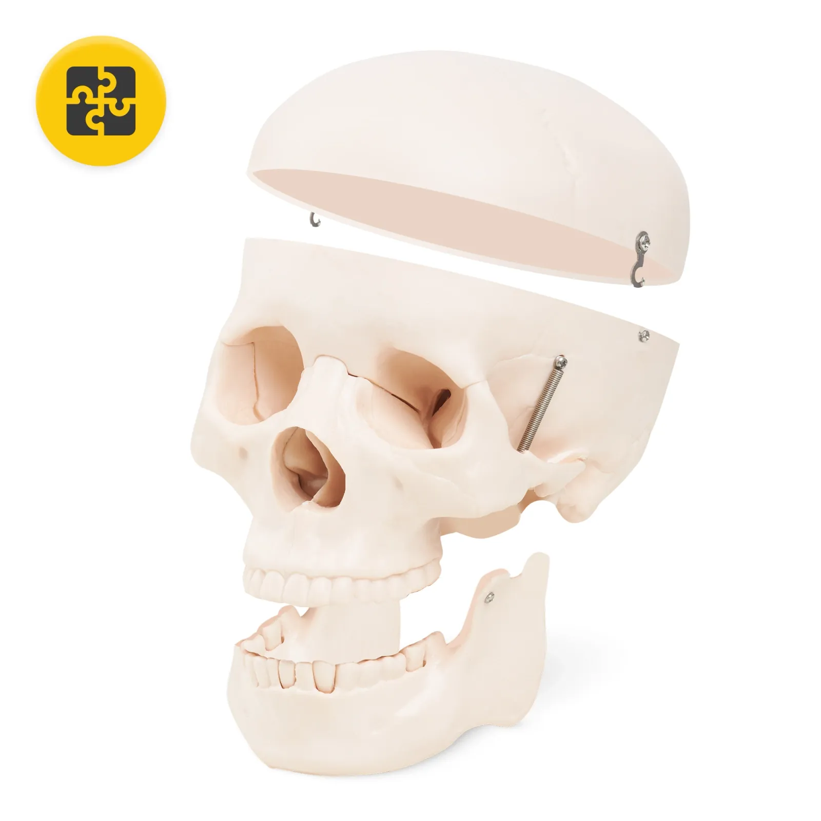 Žmogaus kaukolės anatominis modelis