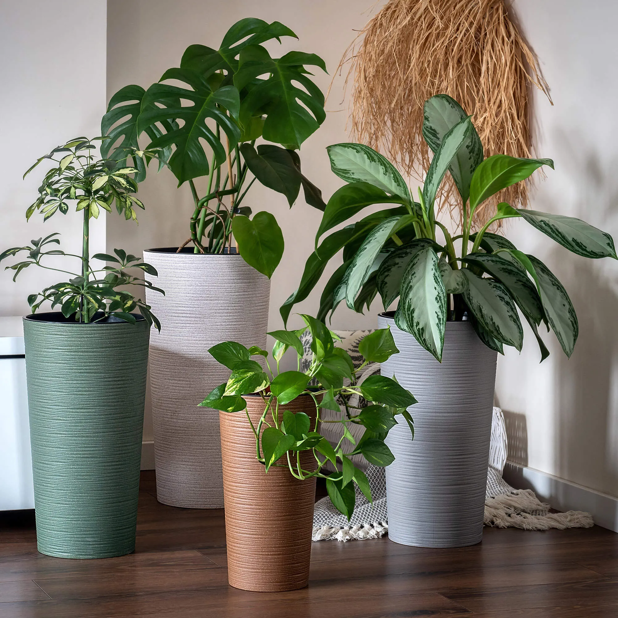 Latina kalto formos gėlių vazonas 25 cm