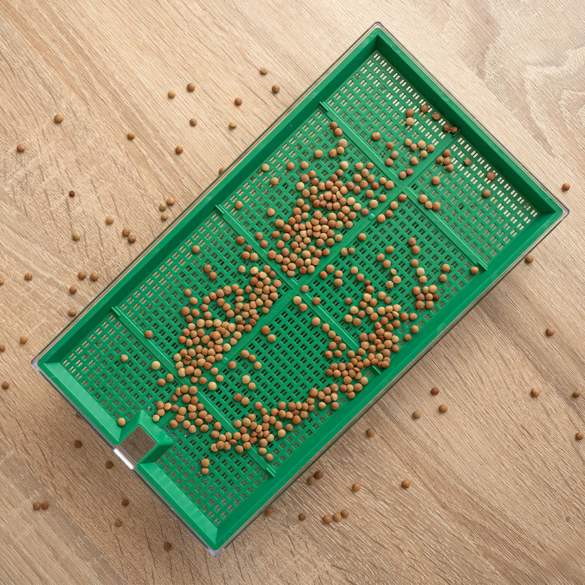 Clion daiginimo įrenginys didelis 27 x 15 cm žalias