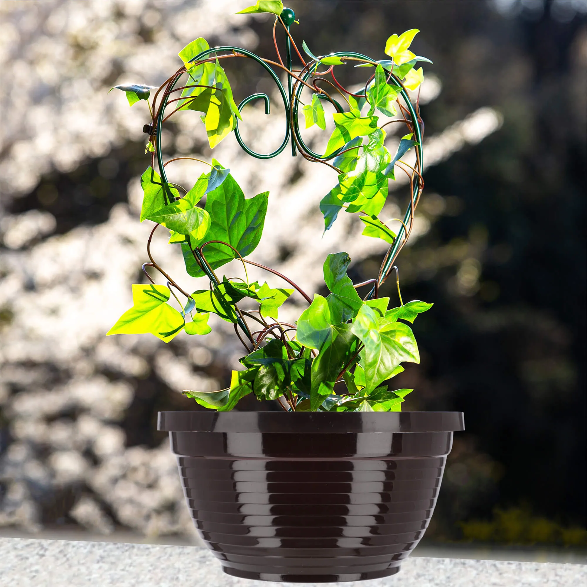 Verna kapinių gėlių dubuo 18 x 9 cm