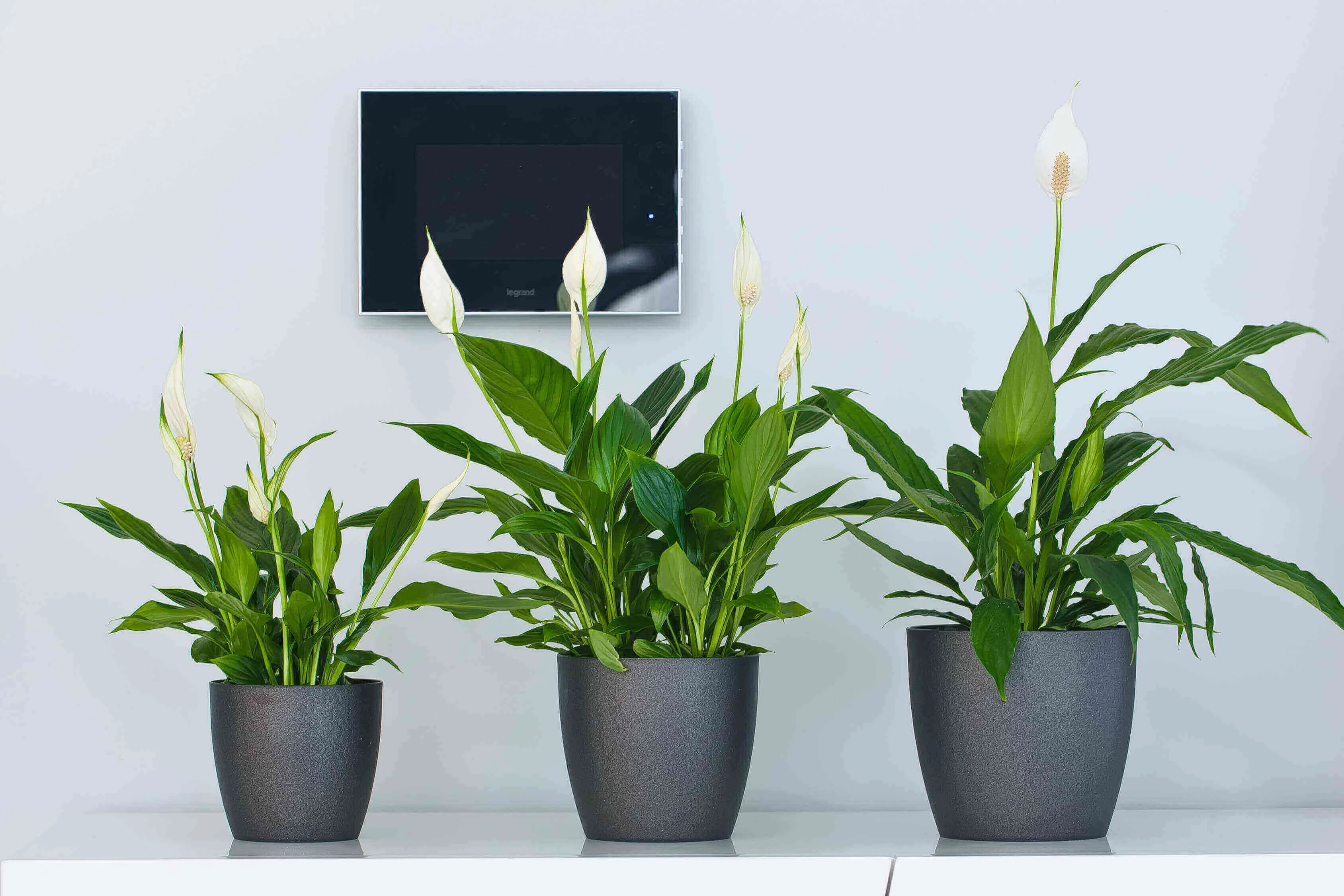 Agen vazonas su lėkštute 25 cm