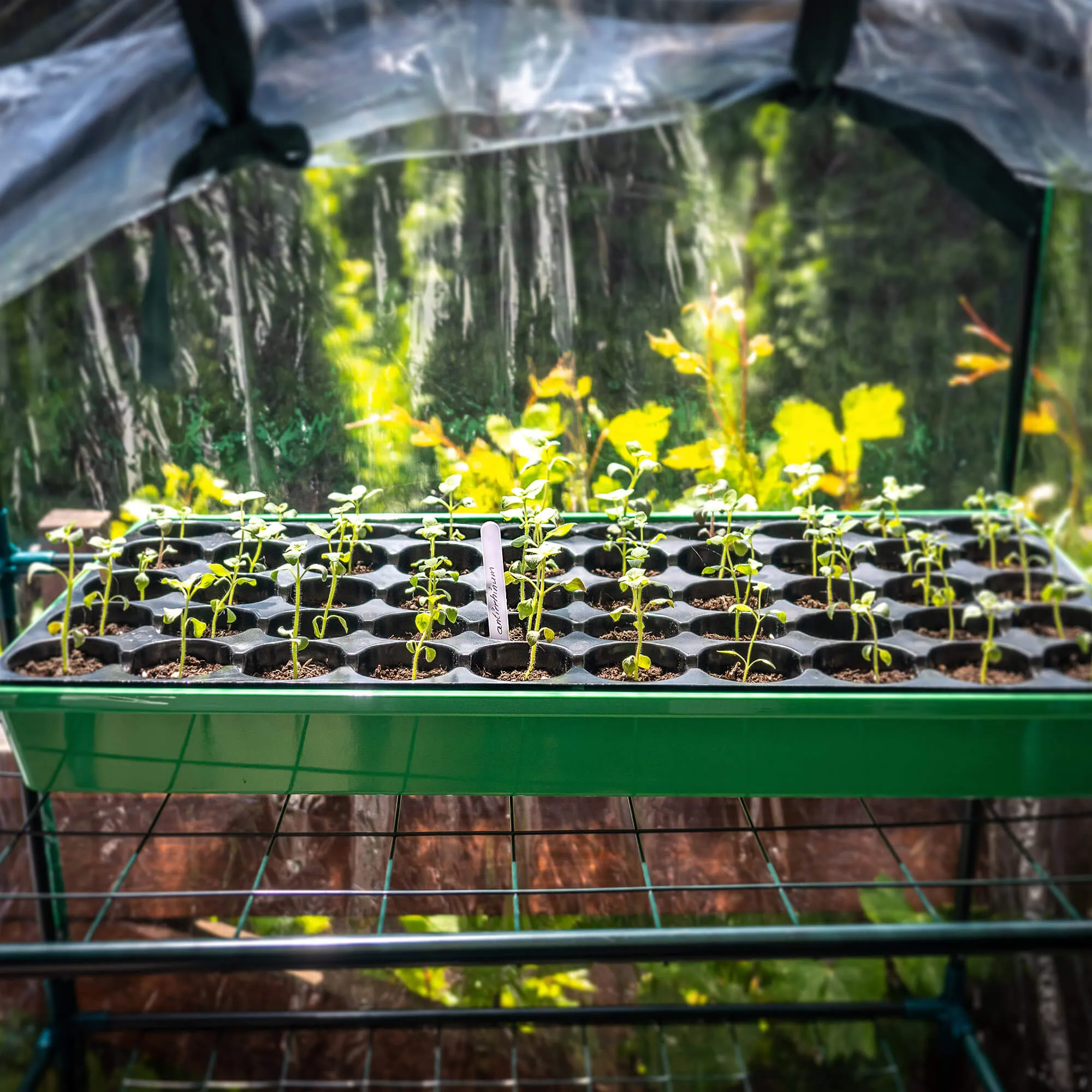 Auriac augalų žymėjimo etiketės, 30 vnt.