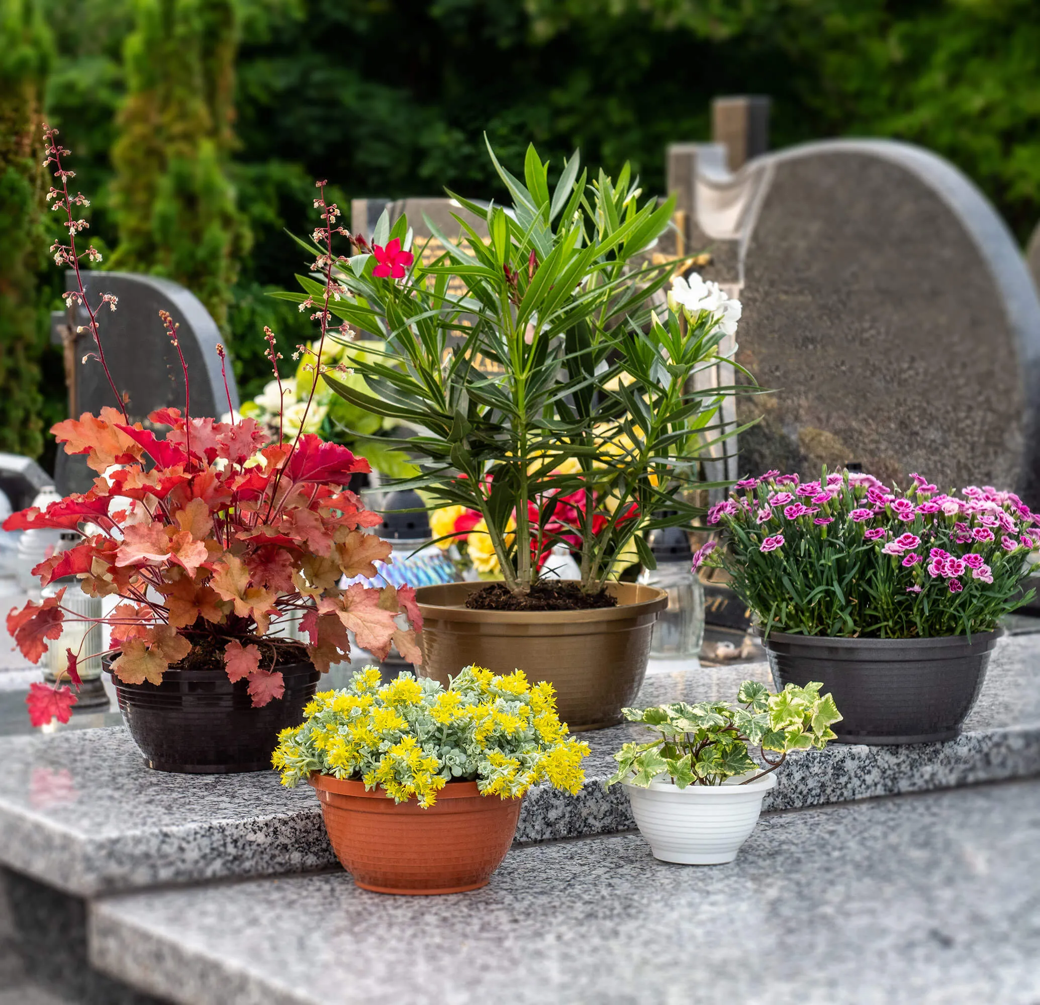 Verna kapinių gėlių dubuo 26 x 12 cm