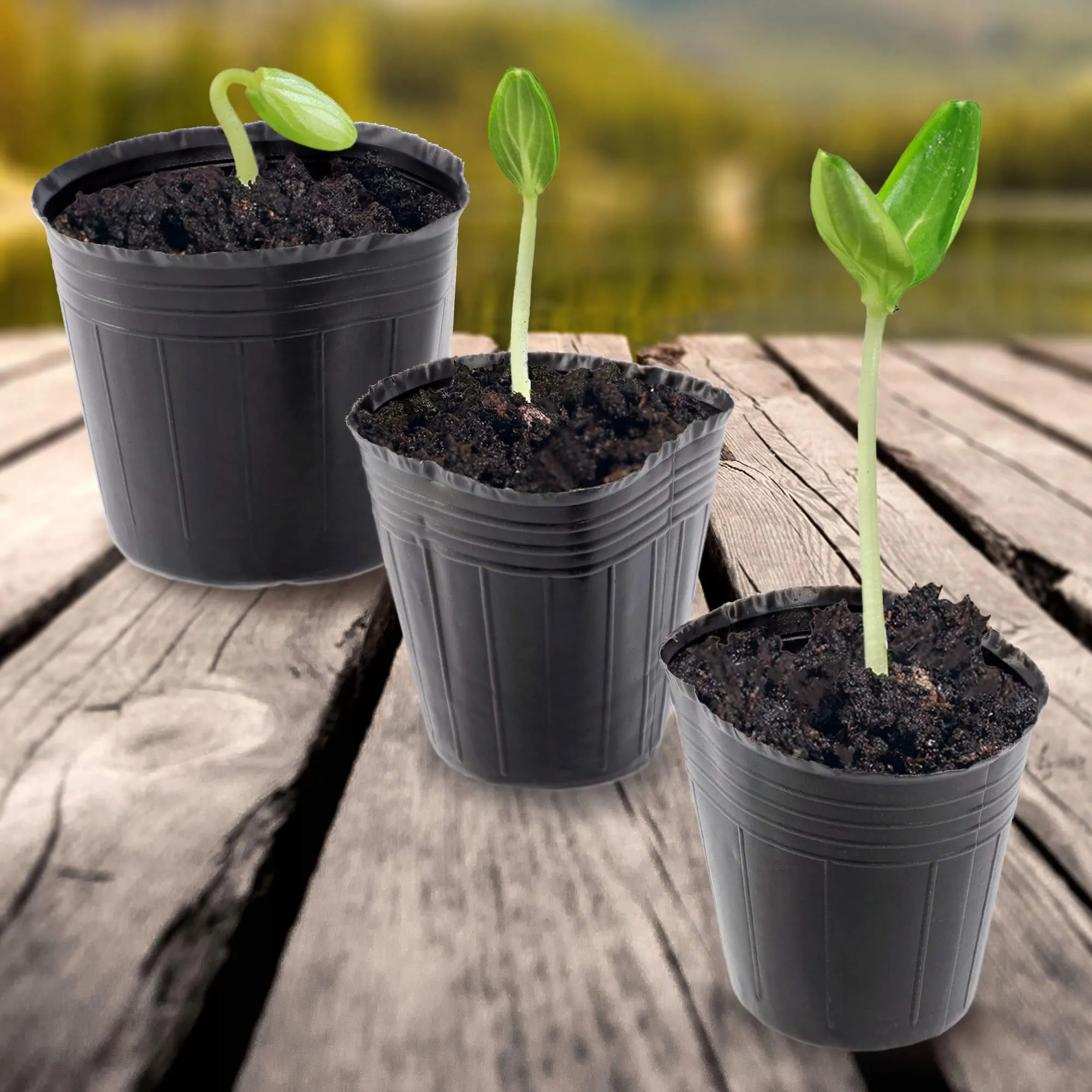 Daigų vazonėliai 7 x 7 cm + 9 x 8 cm, 200 vnt.