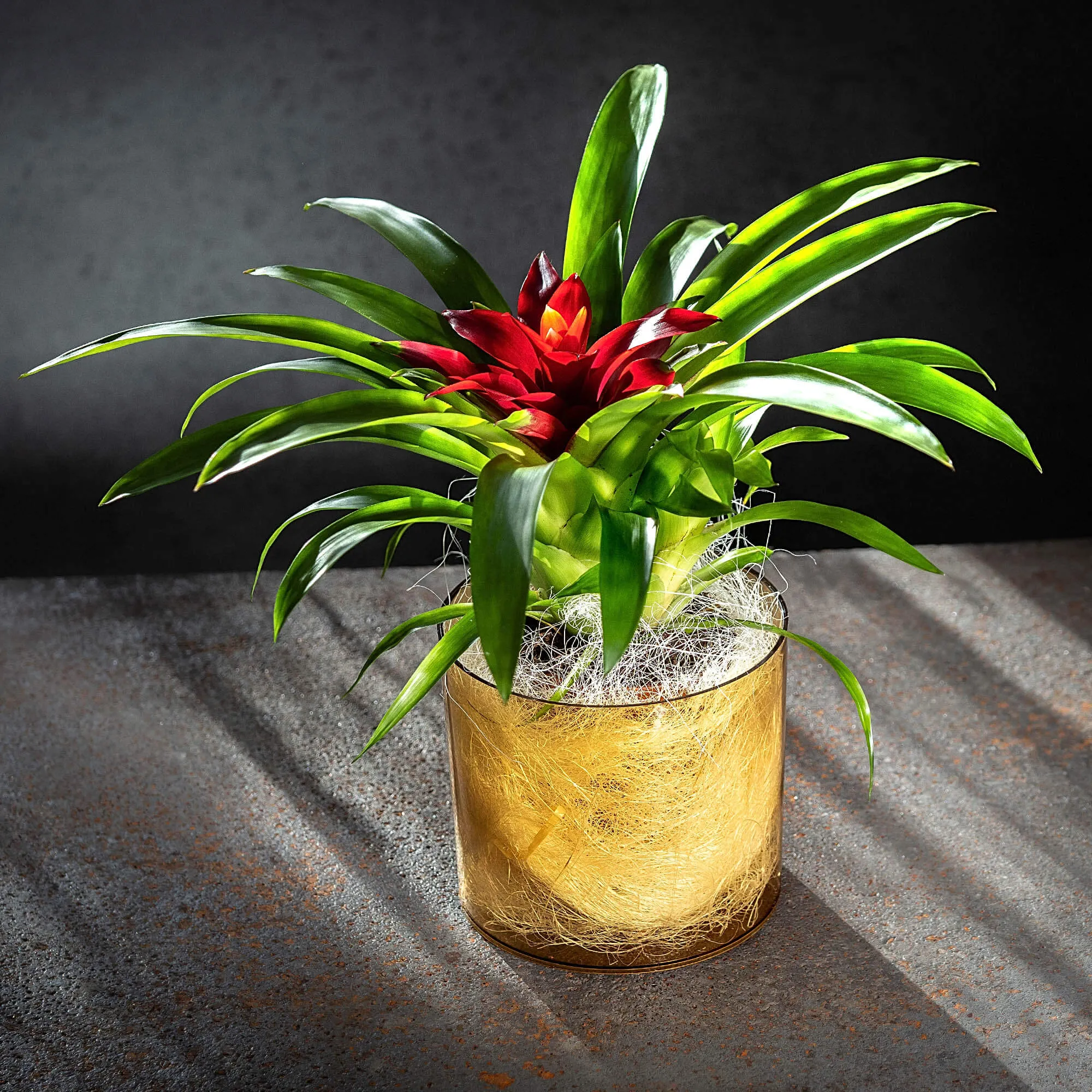 Figari apvalus gėlių vazonas 12 cm